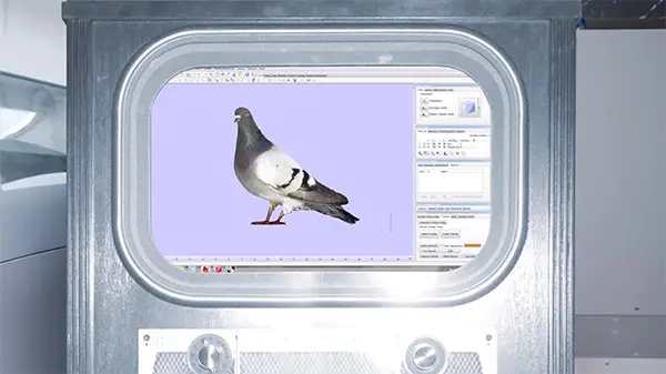PigeonAtWork_Lucy Lee Animation