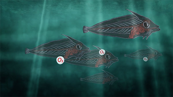 Secret Lives of Fish - Lucy Lee